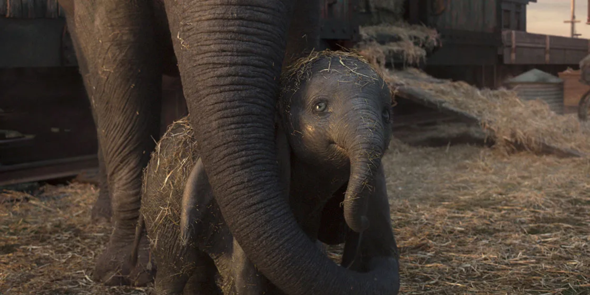 Baby Dumbo with his mom in Dumbo live action movie.