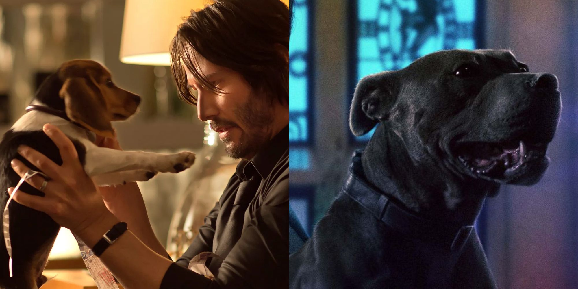 John Wick dogs at John Wick