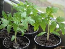 seedling