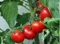 Tomatoes