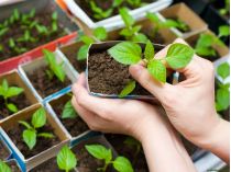seedling