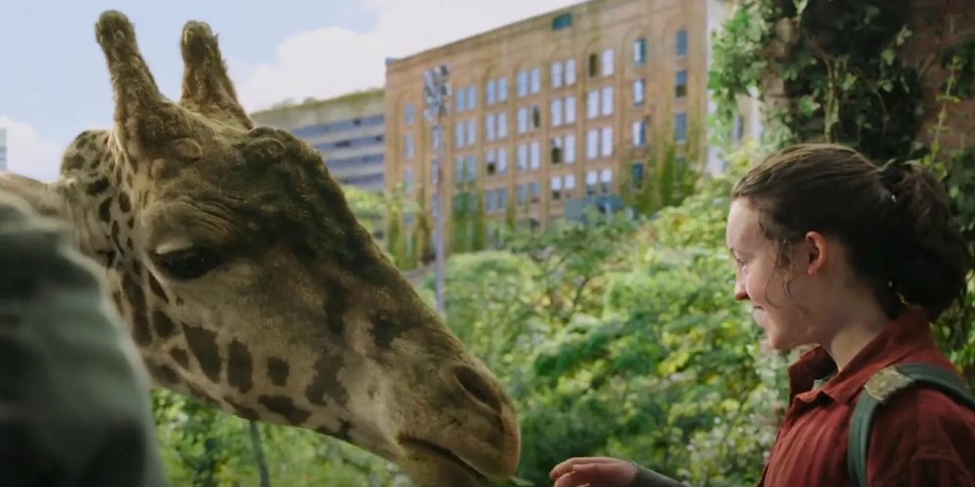 Ellie feeding a giraffe in The Last of Us season 1 finale